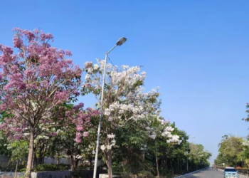 Tabebuya Bermekaran di Semarang, Jalan Madukoro Disulap Jadi Spot 'Nge-Jepang'