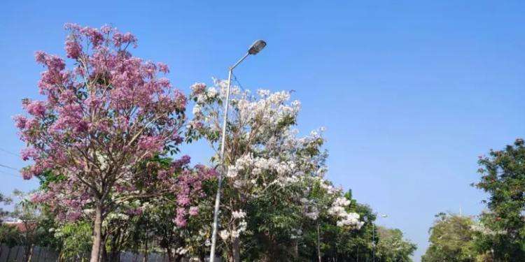 Tabebuya Bermekaran di Semarang, Jalan Madukoro Disulap Jadi Spot 'Nge-Jepang'